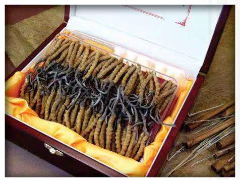 达川冬虫夏草回收